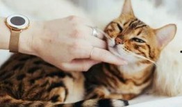 猫咪皮肤爆料视频大全,视频大全带你探秘毛球世界