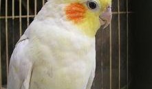 玄凤鹦鹉爆料视频,揭秘鹦鹉界的秘密生活