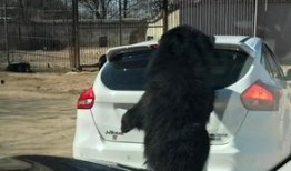 八达岭动物园最新爆料,动物世界大揭秘，精彩瞬间抢先看！